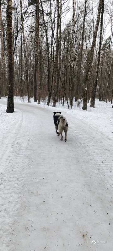 Бегает собака