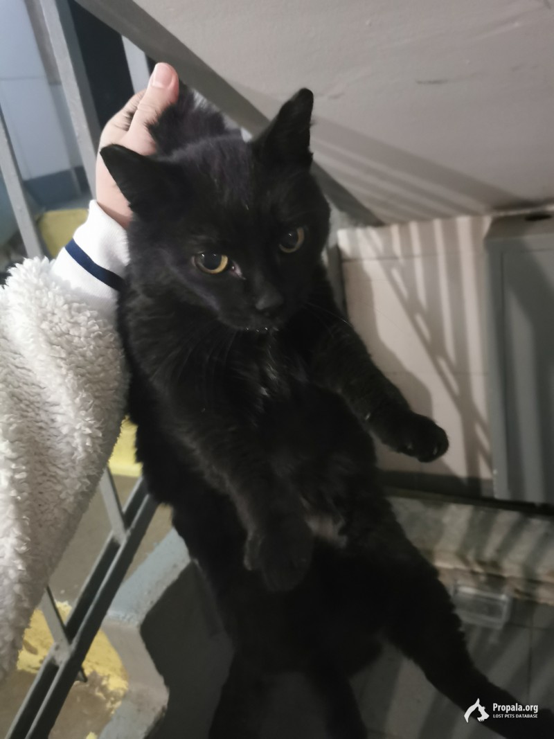 Найдена Чёрная толстая кошка