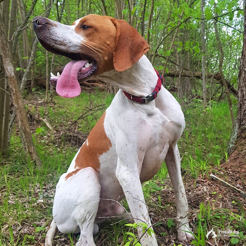 Пропал пойнтер (Волоколамский р-н)