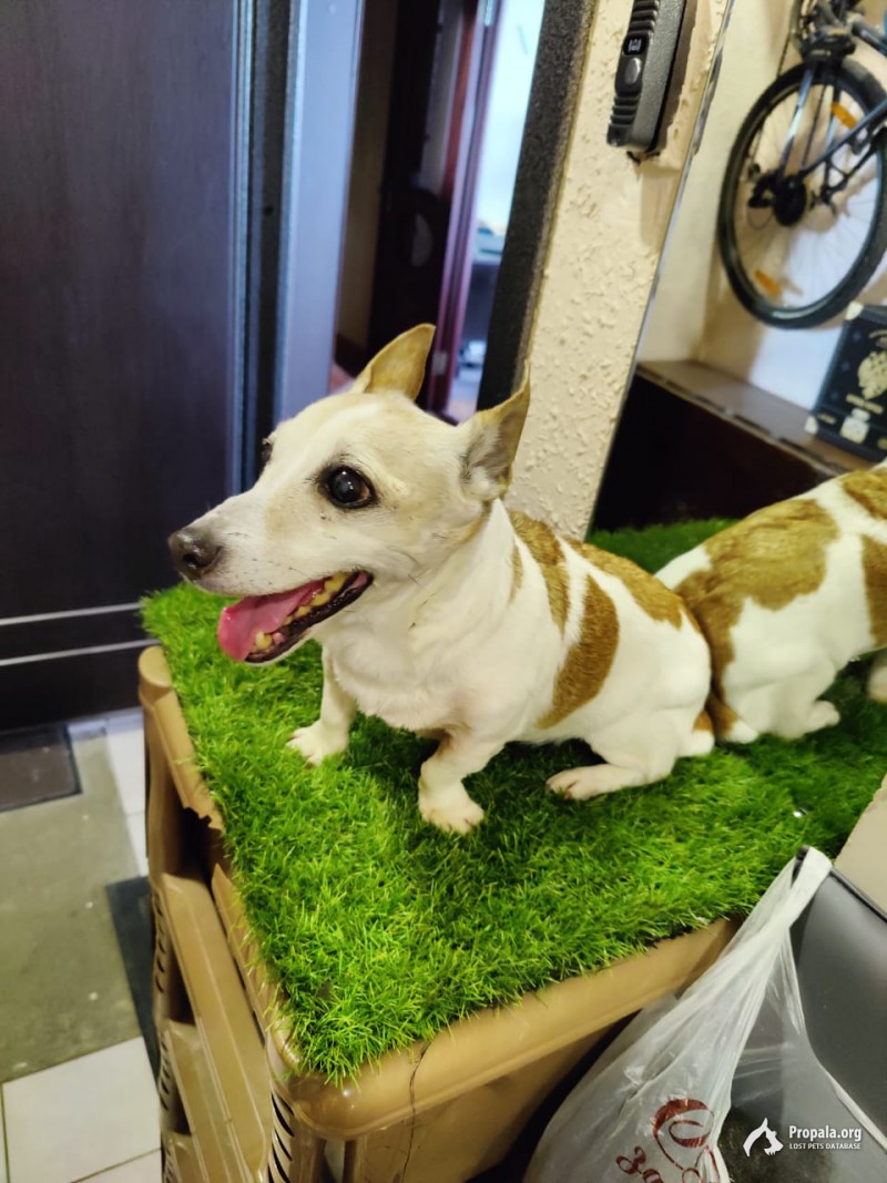 Найдена небольшая собака