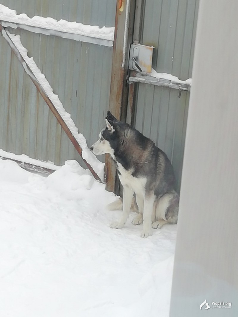 Сбежал пёс 23 декабря