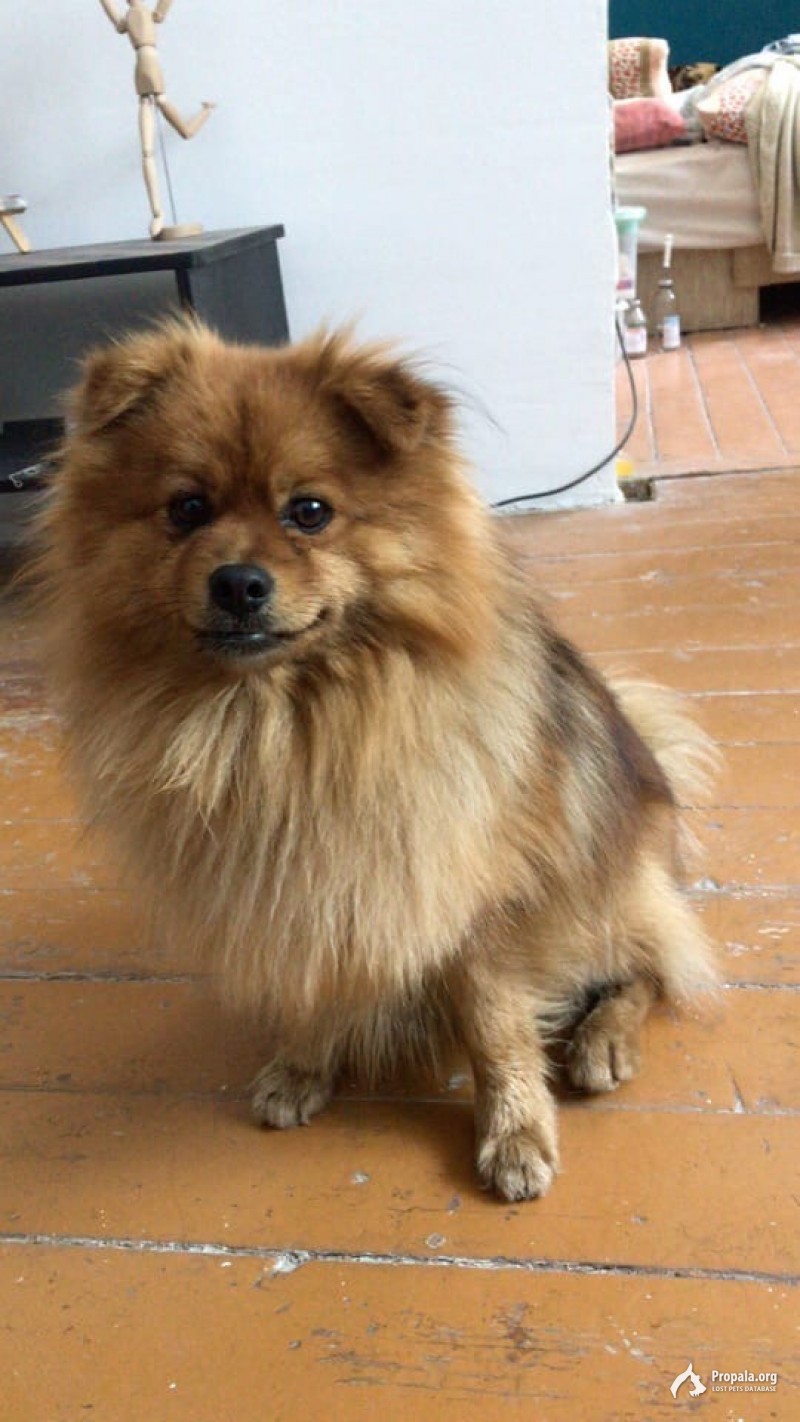 Найден шпиц, кобель