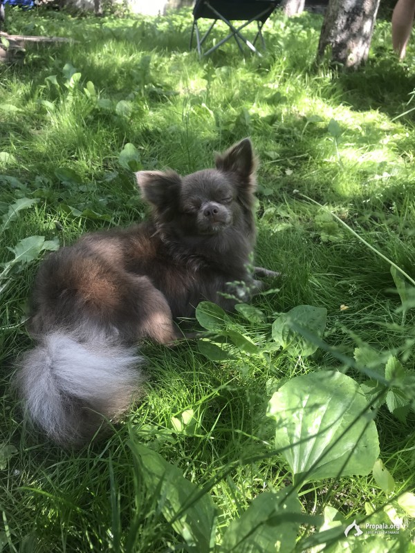 Потерялась собака