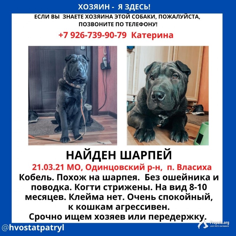 Найден шарпей
