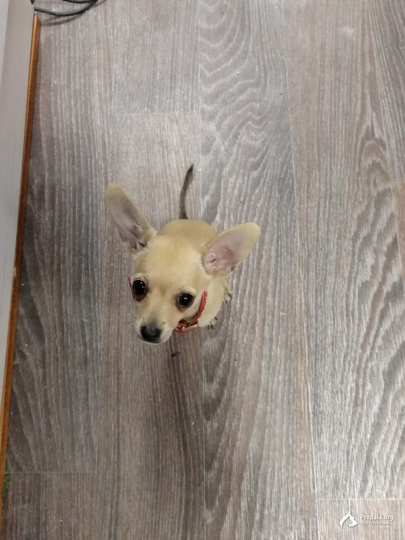 Пропала собака!!!!!!!