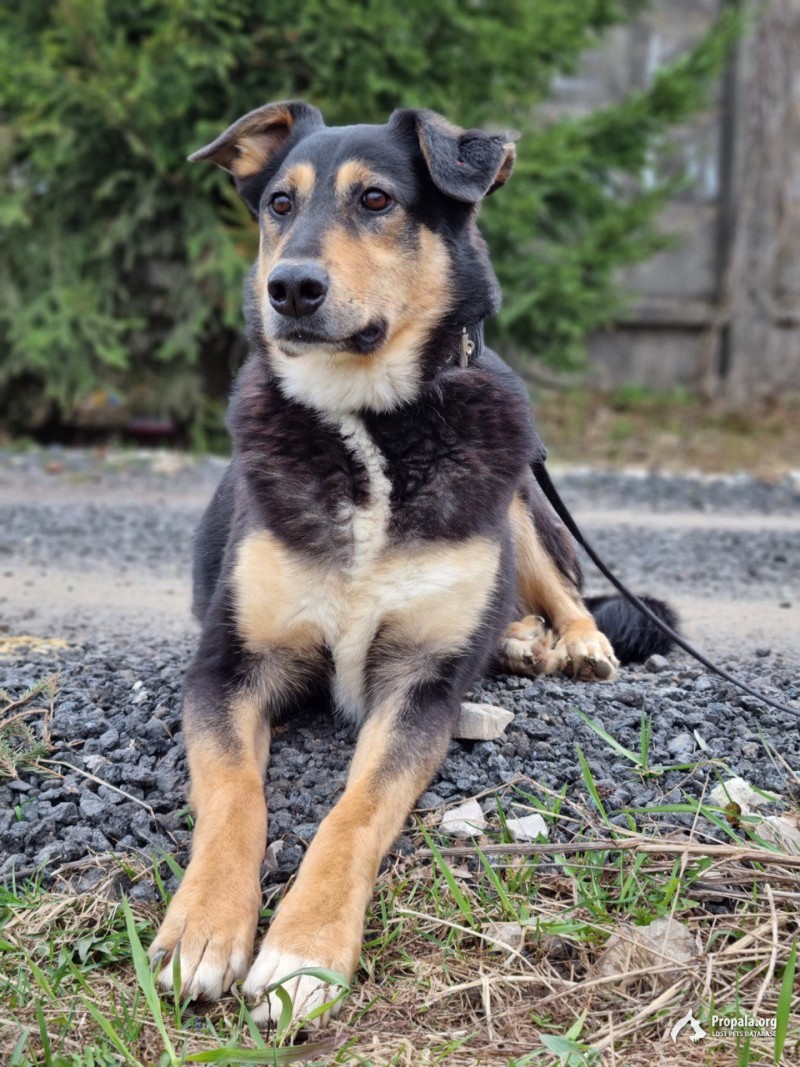 Палкан в добрые руки