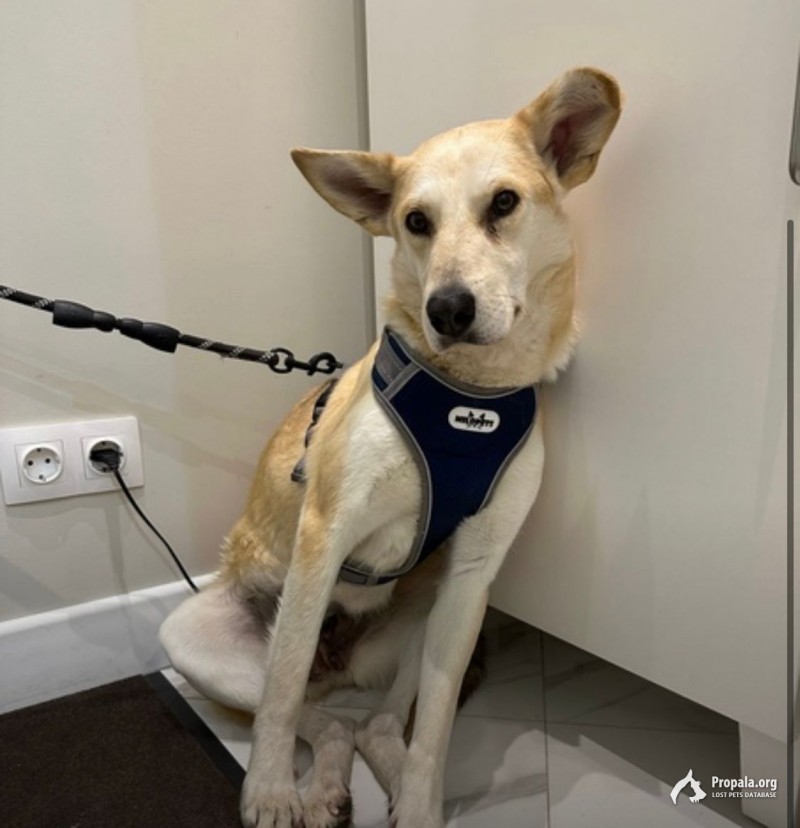 Пропала собака ХИМКИ