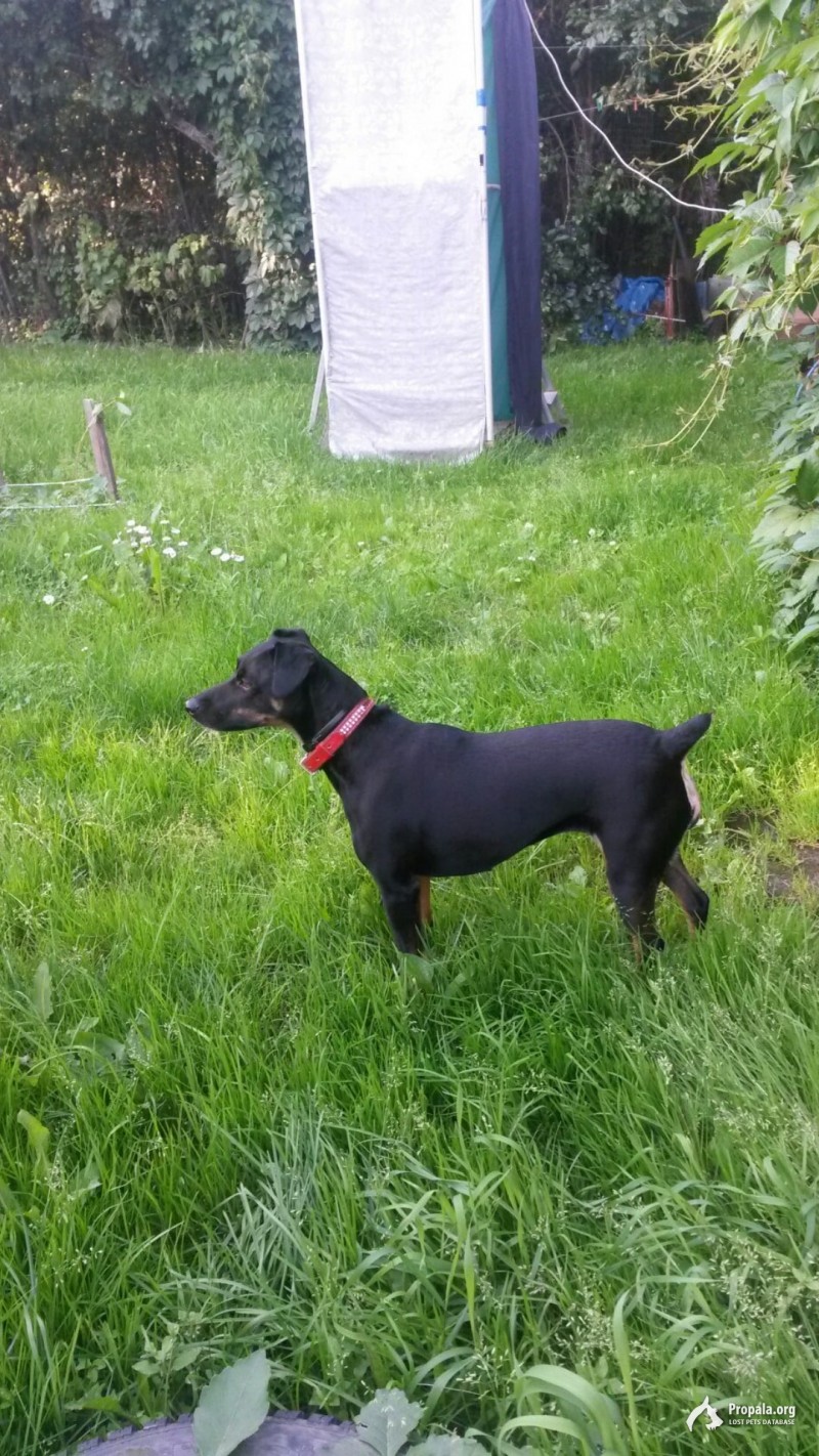 Пропала собака