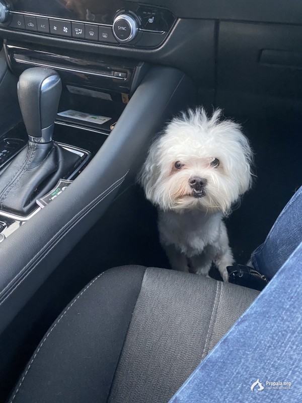 Пропала собака в районе Щукино!