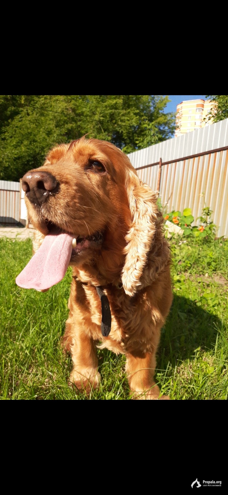 Пропал кокер спаниель! Мальчик зовут Джон