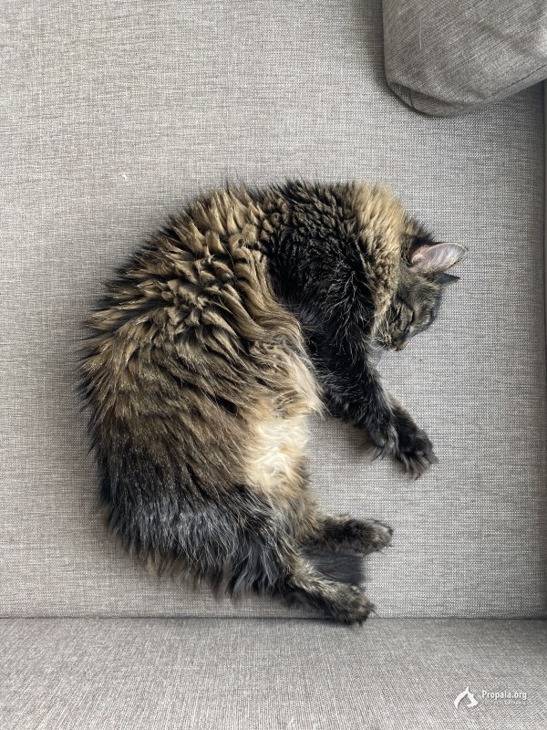 ПРОПАЛА КОШКА !