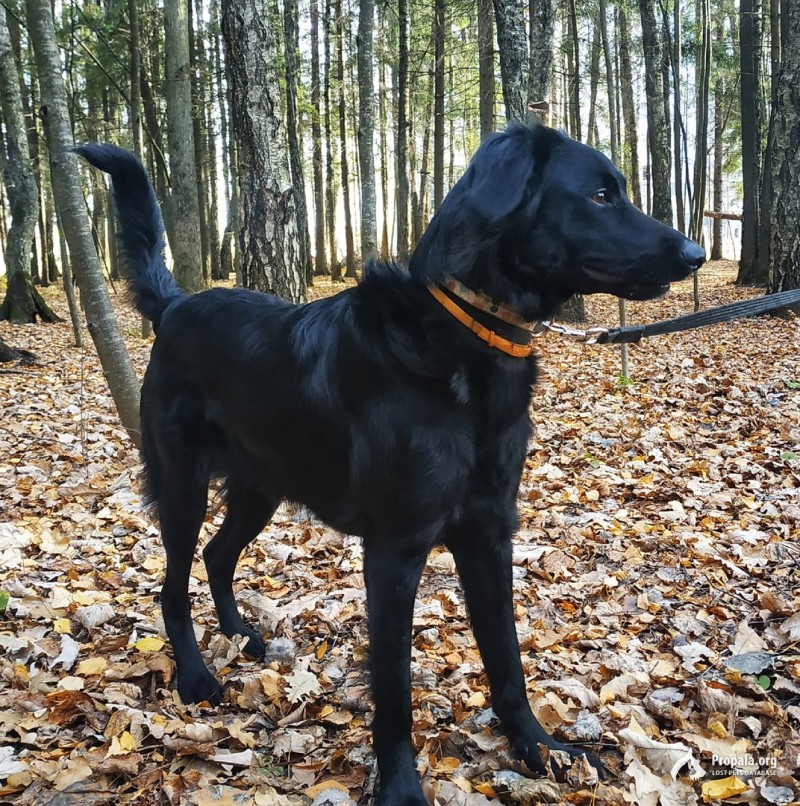 Найдена черная молодая собака