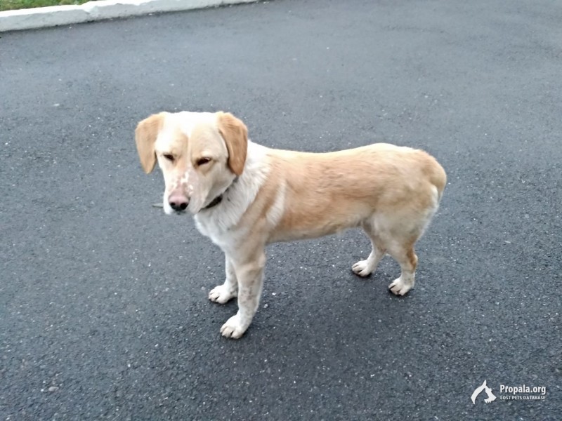 Найдена собачка