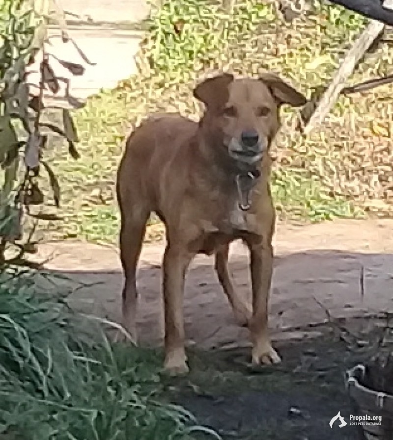 Кобель найден 19 октября в селе Юрово