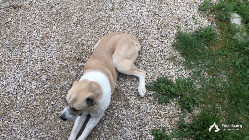 Заокский район, Тульская область.бродит алабай.