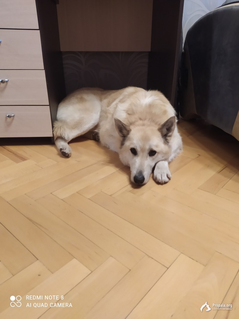 Найден кобель, возможно Лайка или помесь