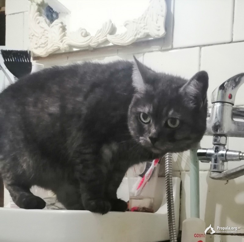 Пропала кошка, кличка Соня, 12 лет.