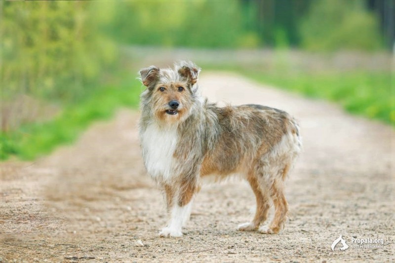 Тяпа 3,5 года ищет дом