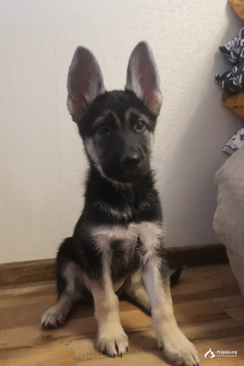 два щенка овчарки