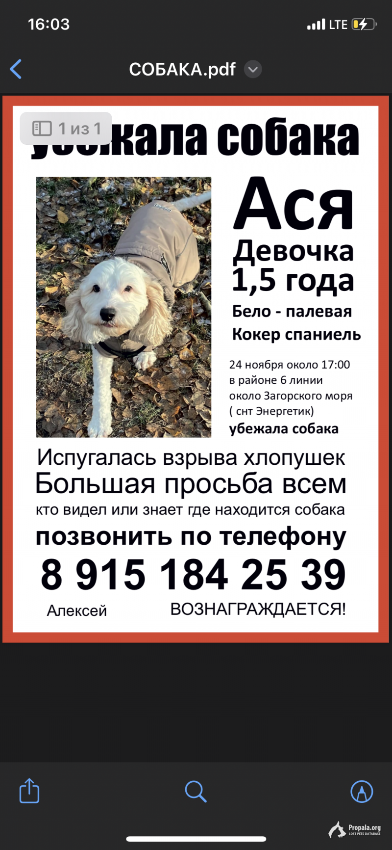 Убежала собака