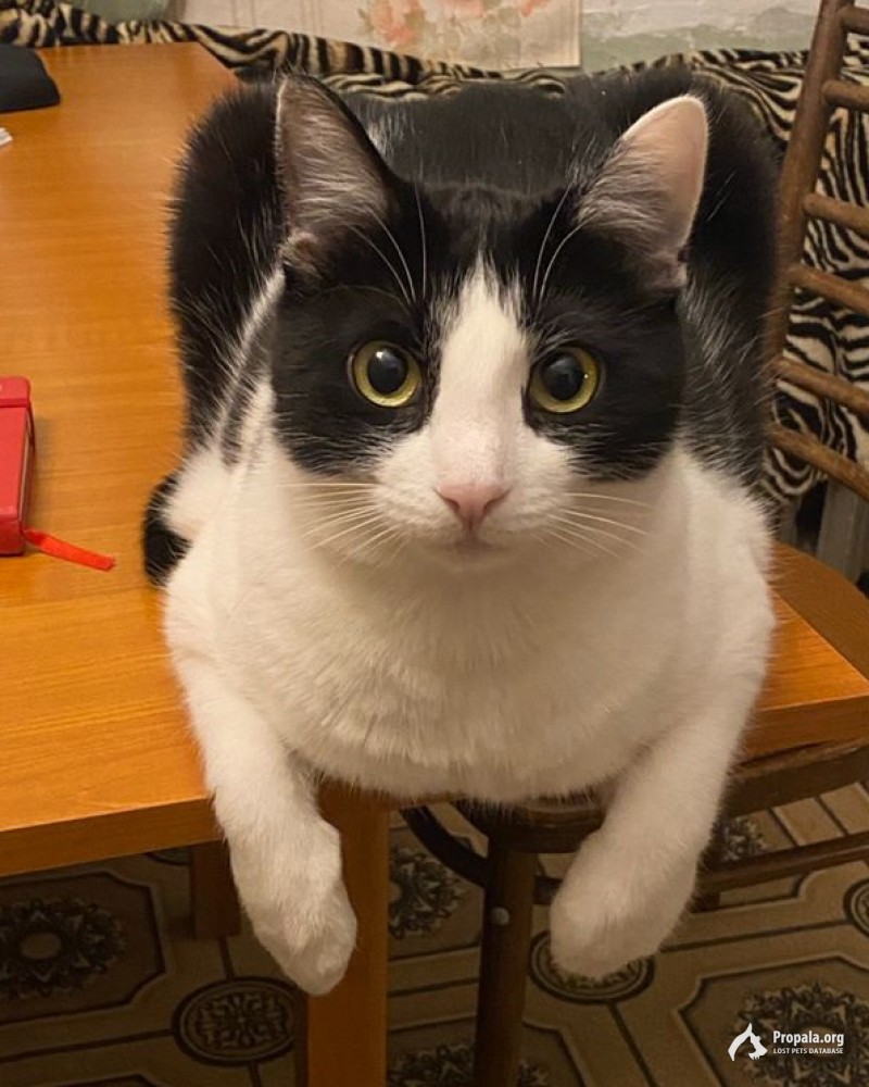 ПРОПАЛА КОШКА