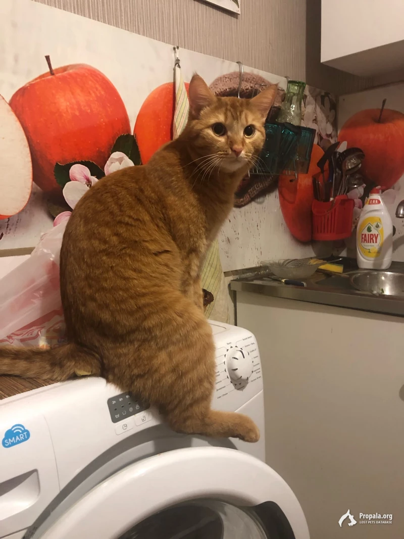 Пропал большой рыжий кот