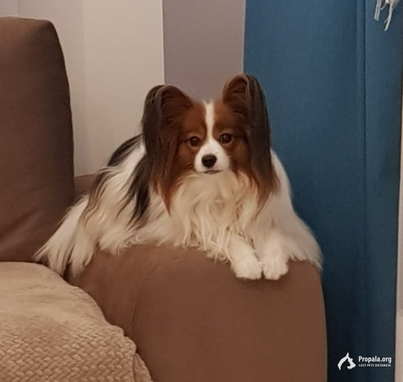 Пропала собака!