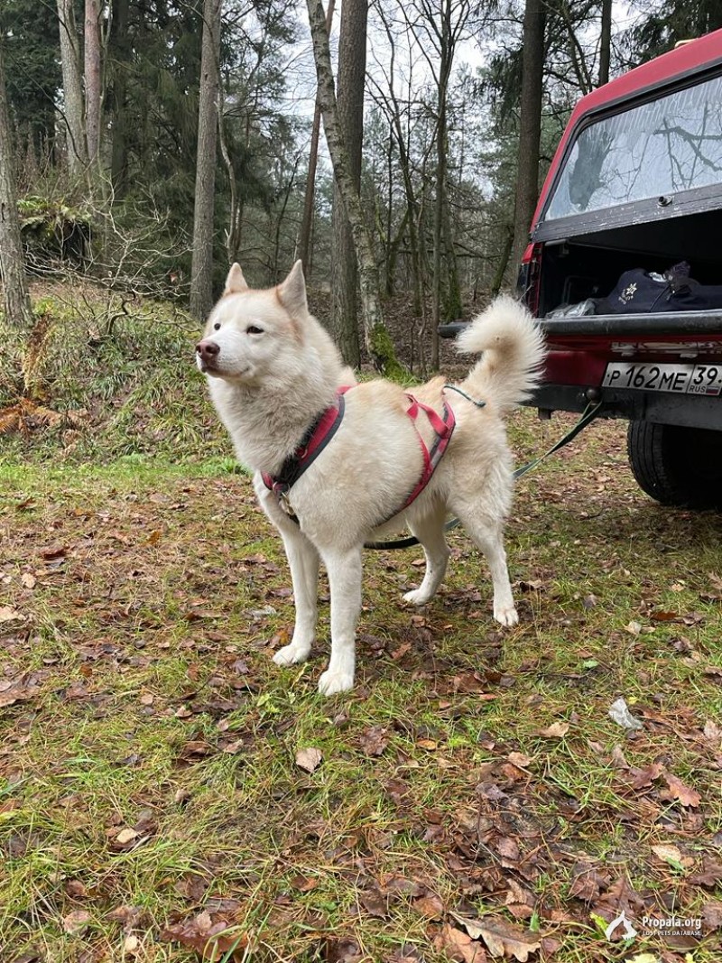 Пропала собака хаски
