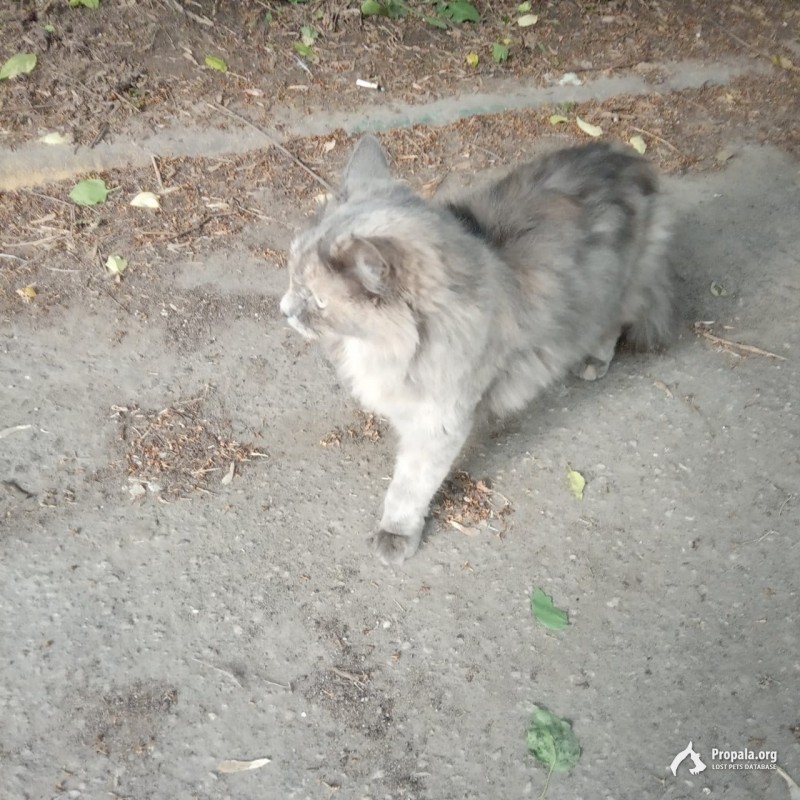 Найдена потерявшаяся домашняя кошка на ул. Раменки