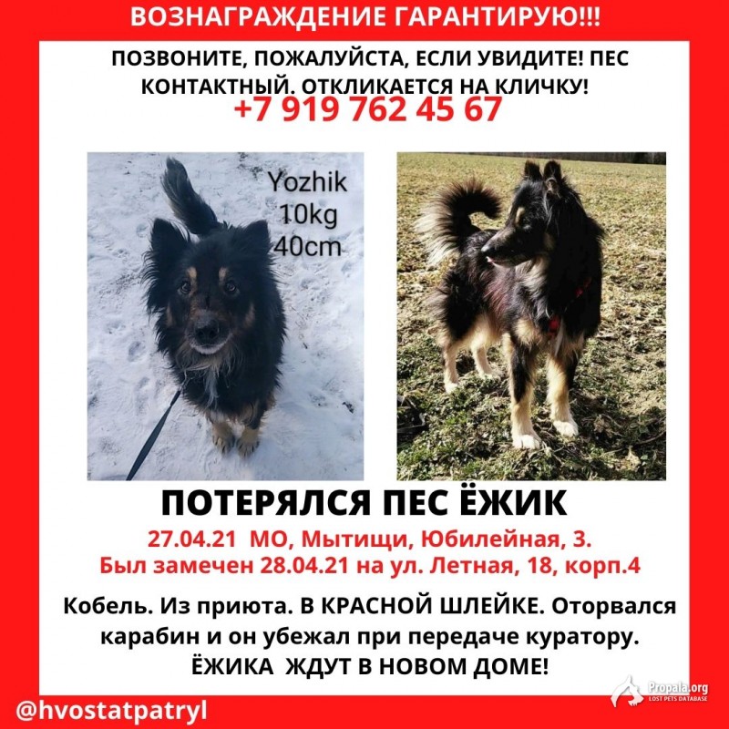 ПРОПАЛА СОБАКА