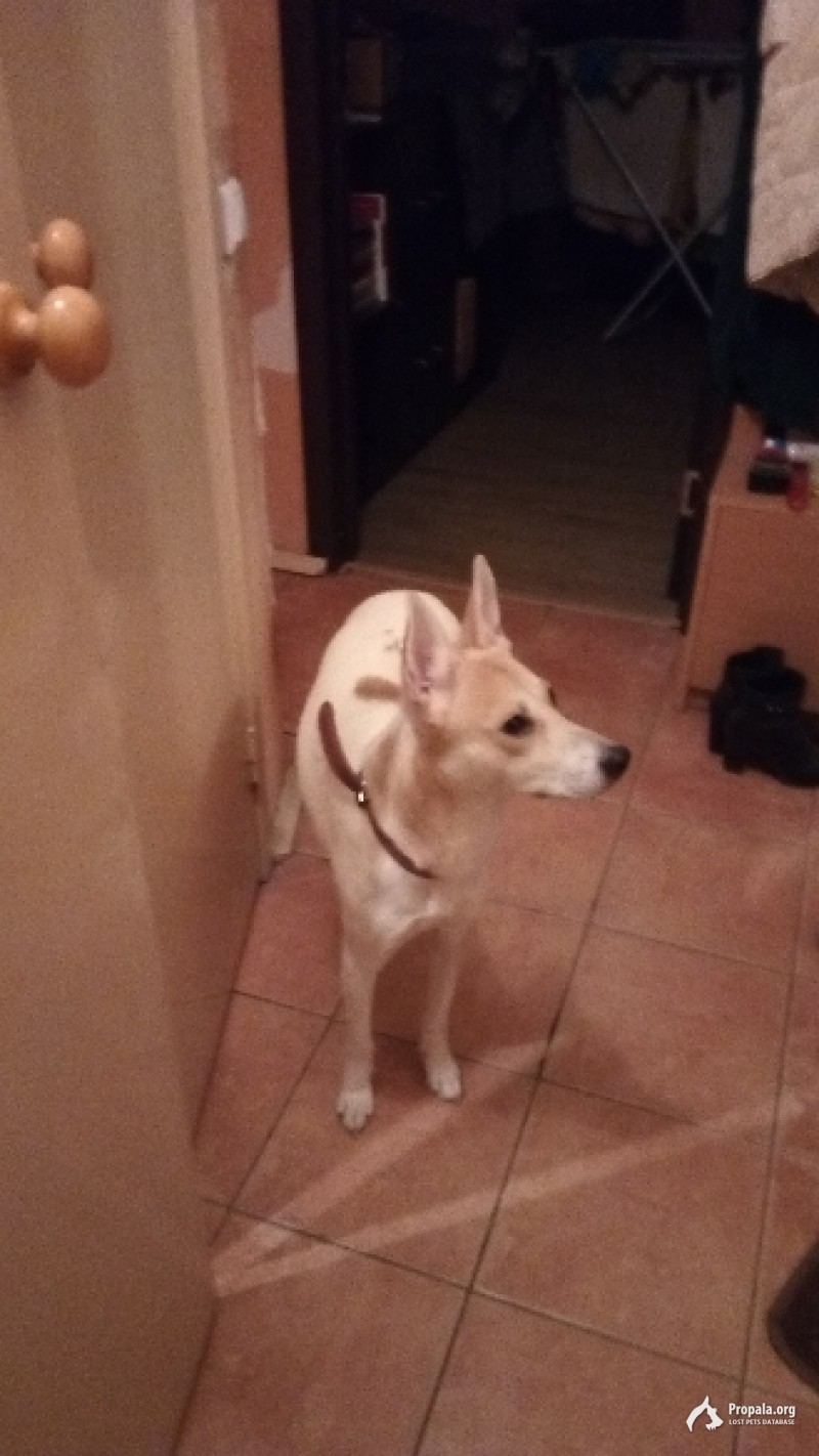 Найдена собака