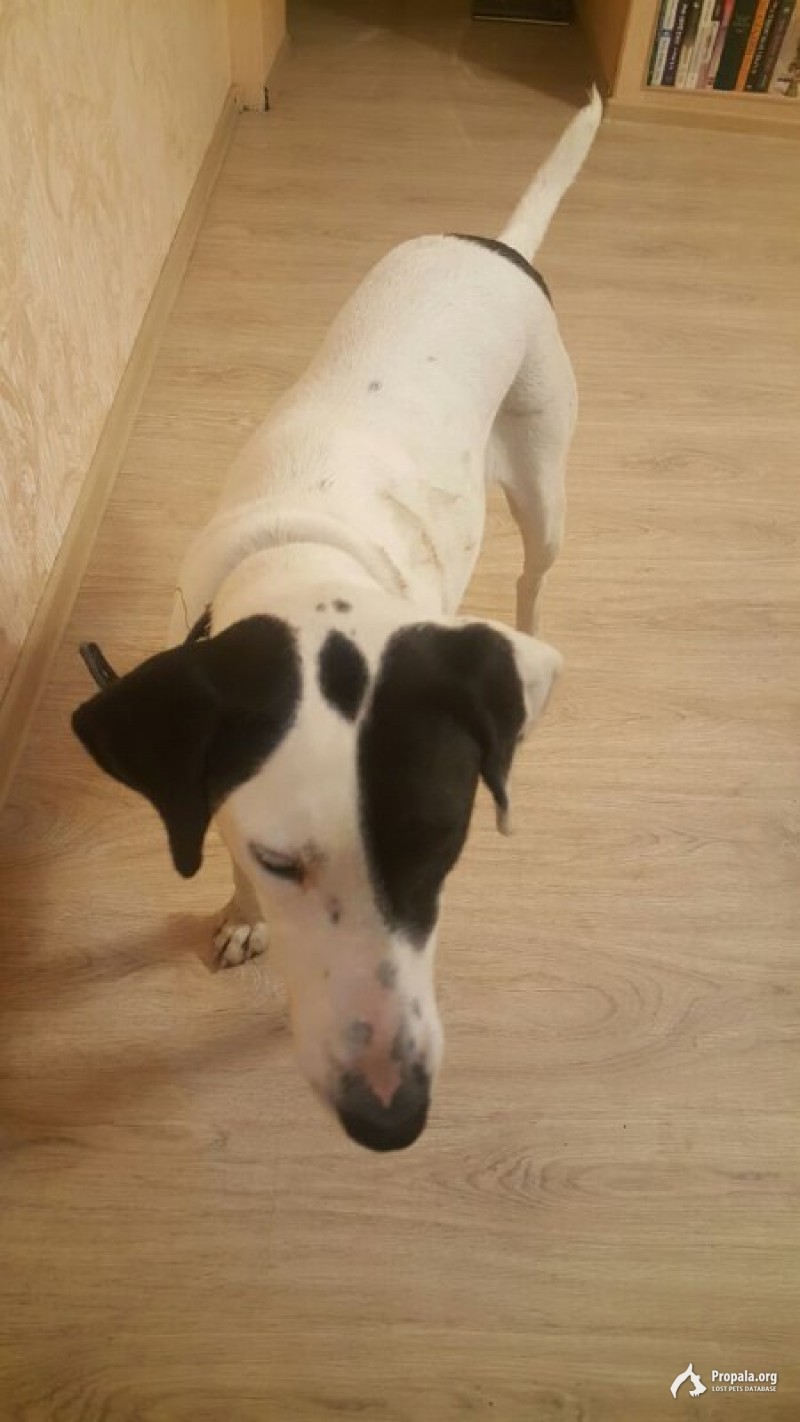 Нашлась собака.