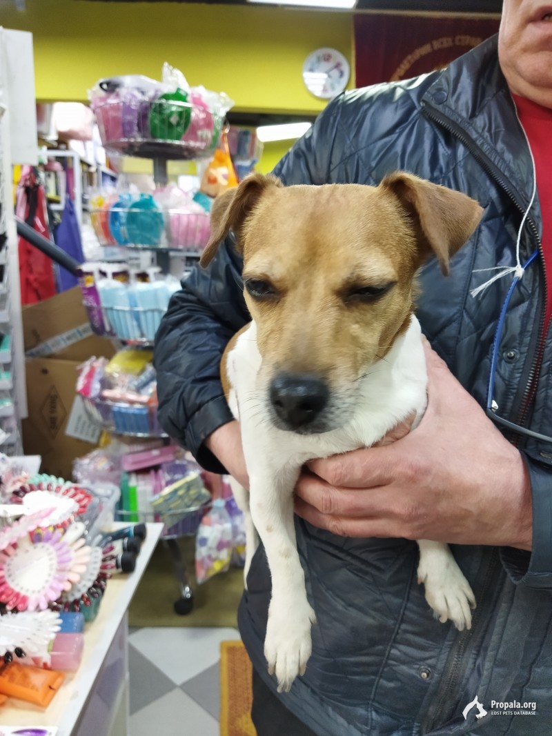 найдена собака маленькая рассел бело рыжая девочка