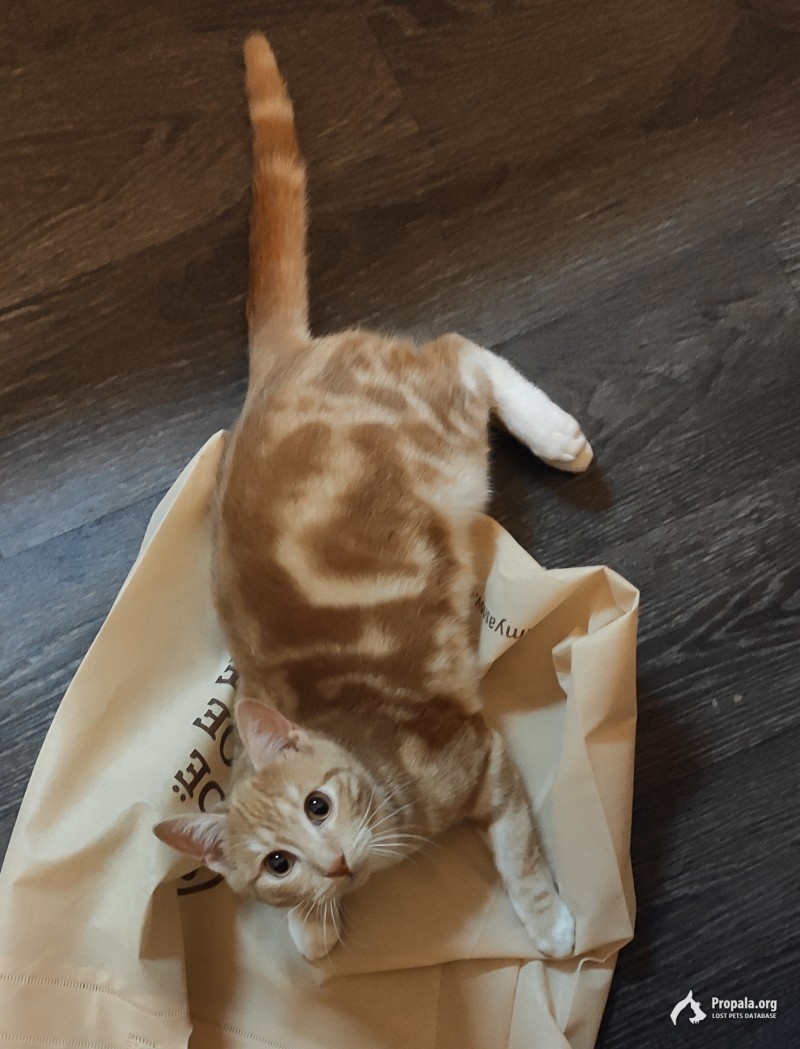 ПРОПАЛ КОТЁНОК