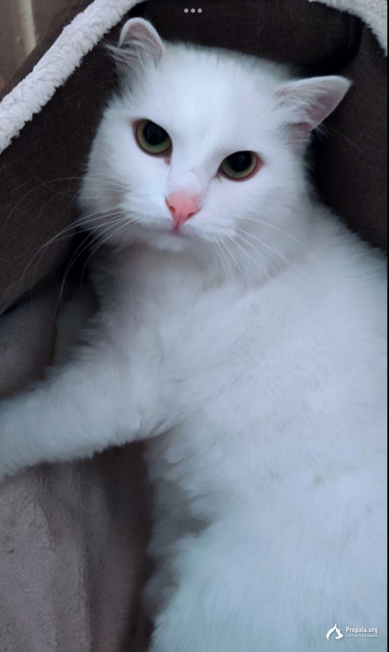 ПРОПАЛА БЕЛАЯ КОШКА НА УЛИЦЕ ОКТЯБРЬСКАЯ, 82