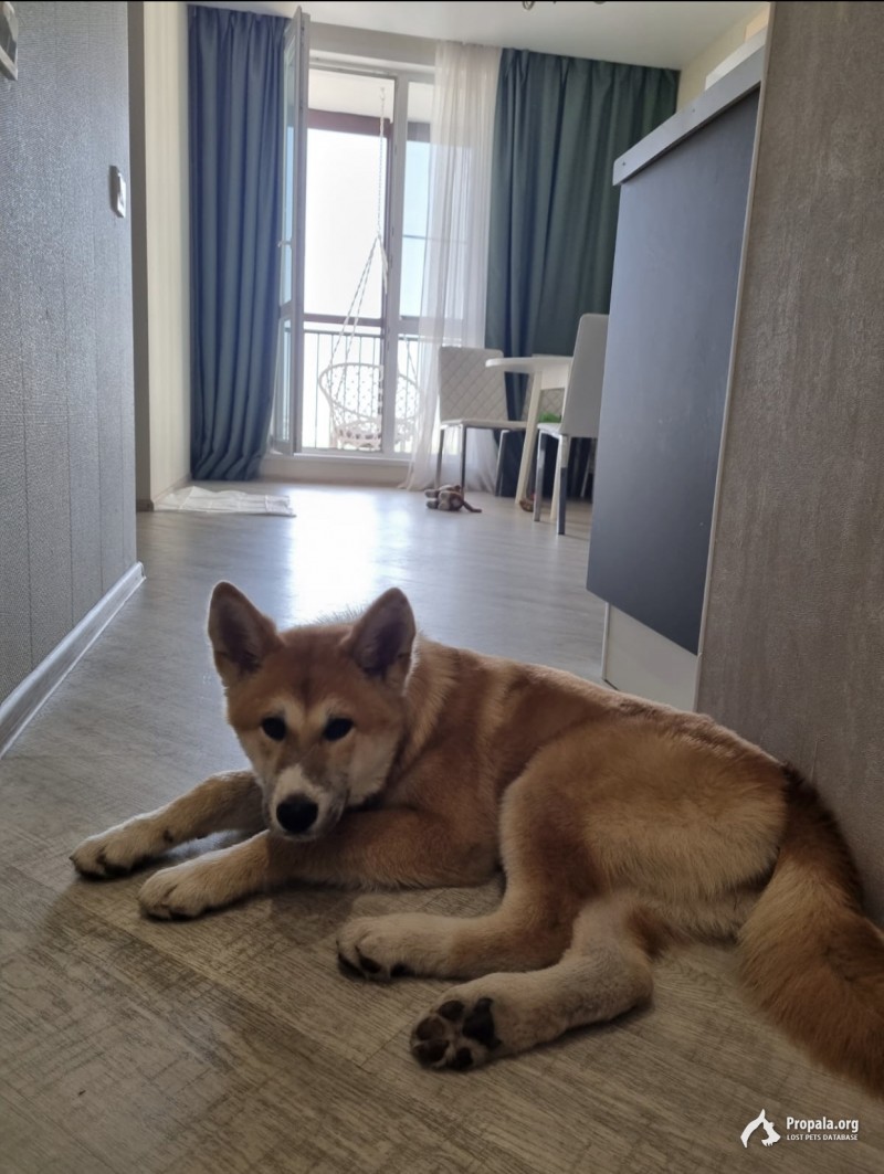 Пропала собака