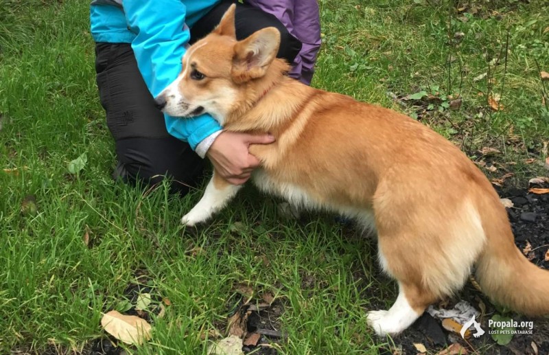 Пропала собака