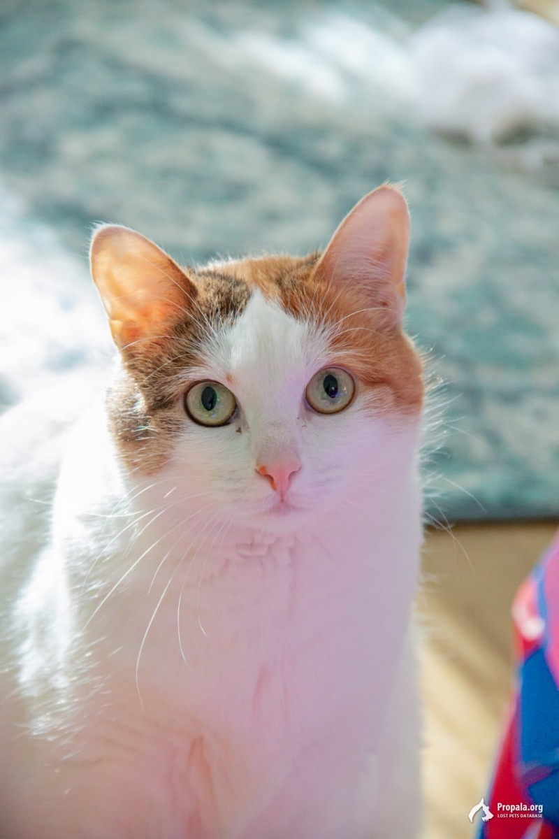 Санки-Петербург, Центральный район.