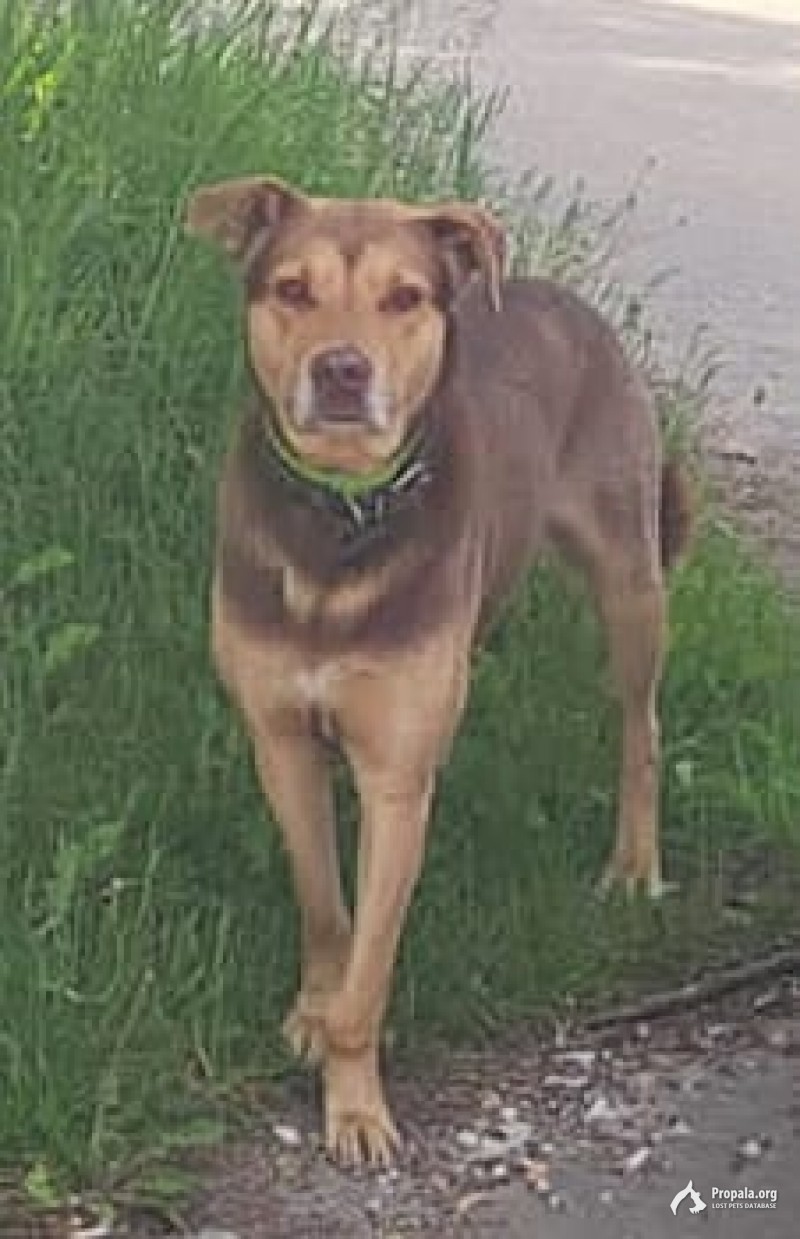 Хозяин найдись !