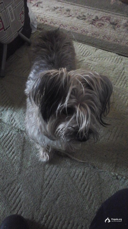 20,07,23 Потерялась небольшая собака