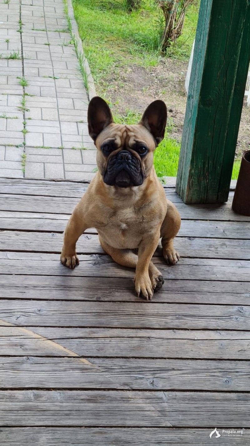 Убежал из поселка