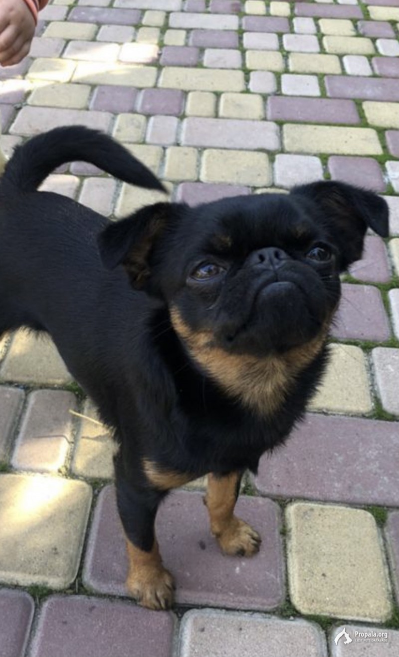 Пропал пёс пти брабансон