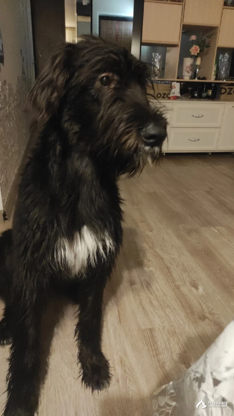 Пропала собака