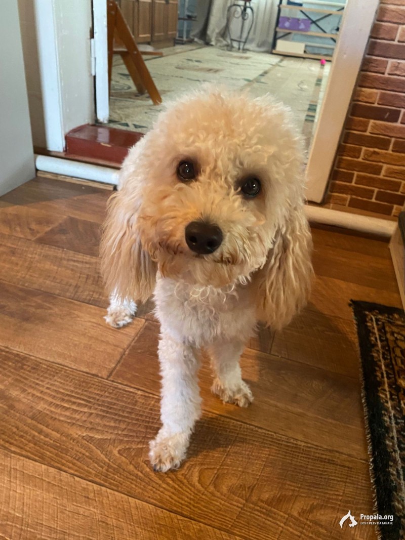 Пропал золотистый пудель по кличке Арчи