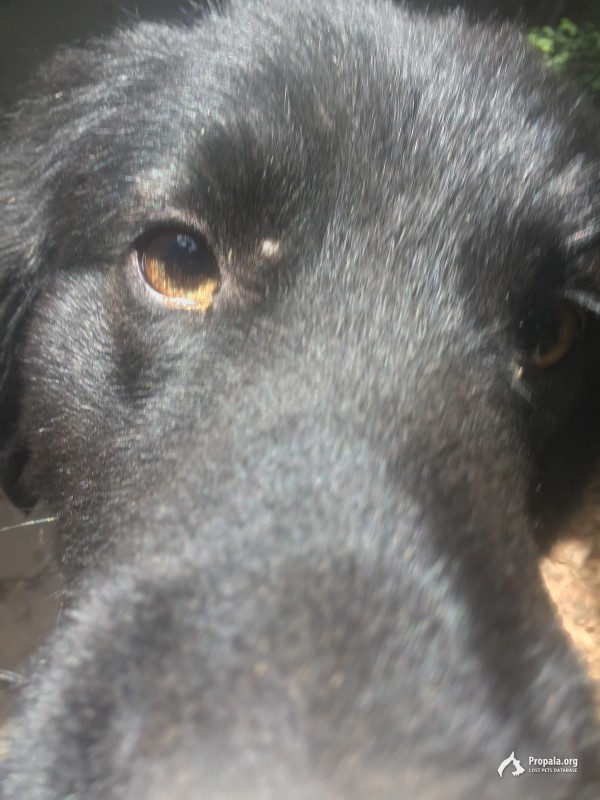 Найдена собака-кобель, район ЧМР