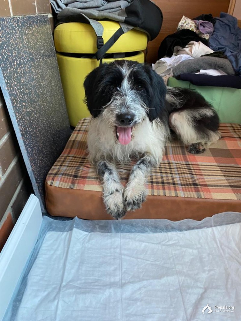 ПРОПАЛА СОБАКА! НЕ КОНТАКТНАЯ