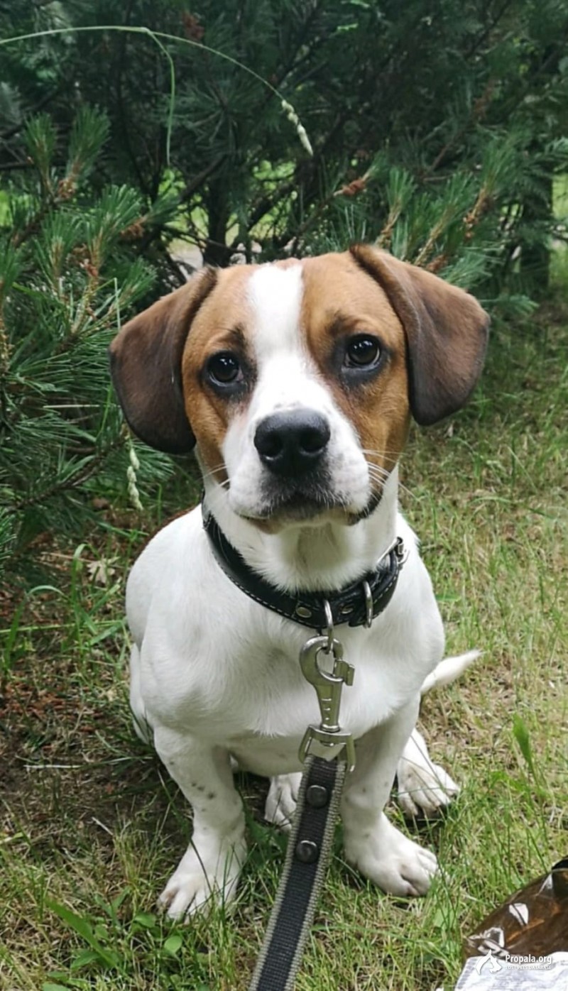 Пропала собака по кличке Мак