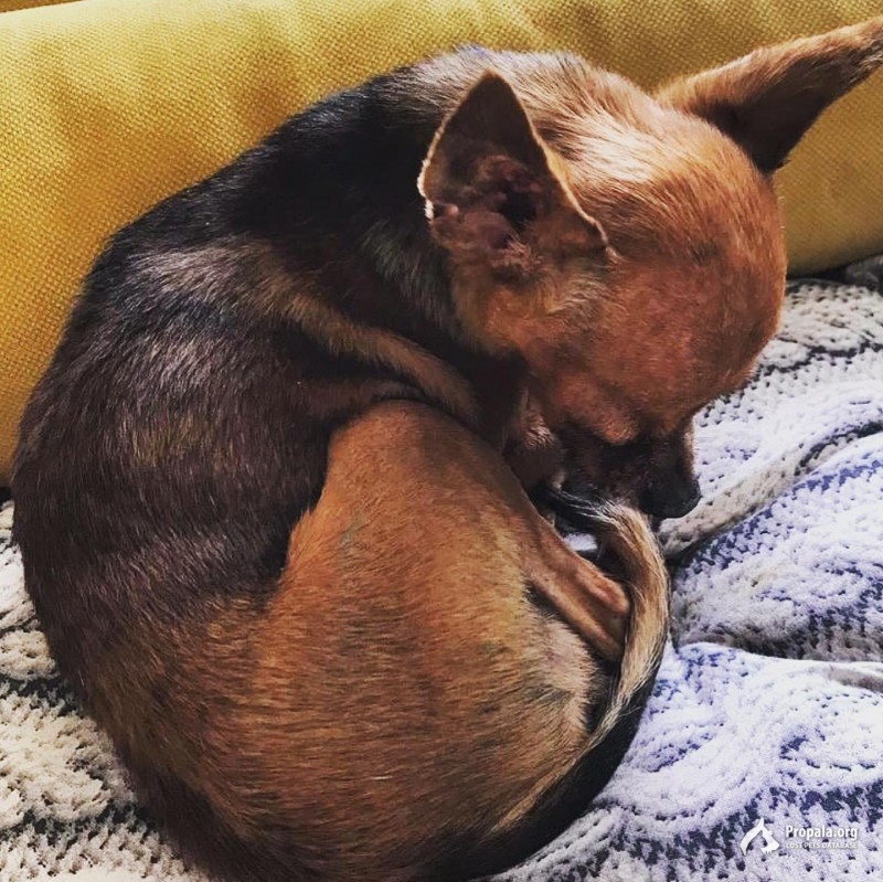 Розыск! Пропала собака. Маленький рыжий тойчик