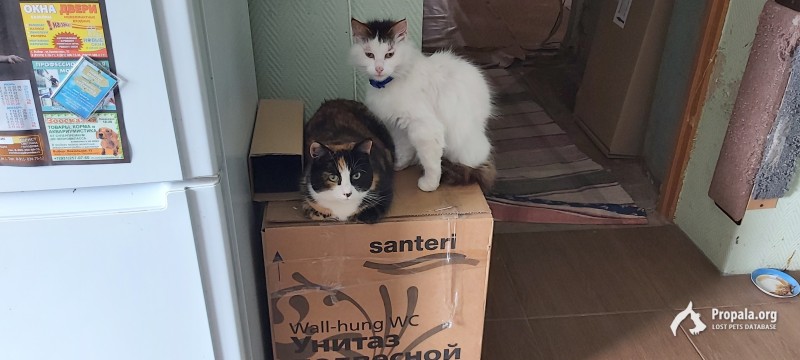 Пропала кошка Мурка