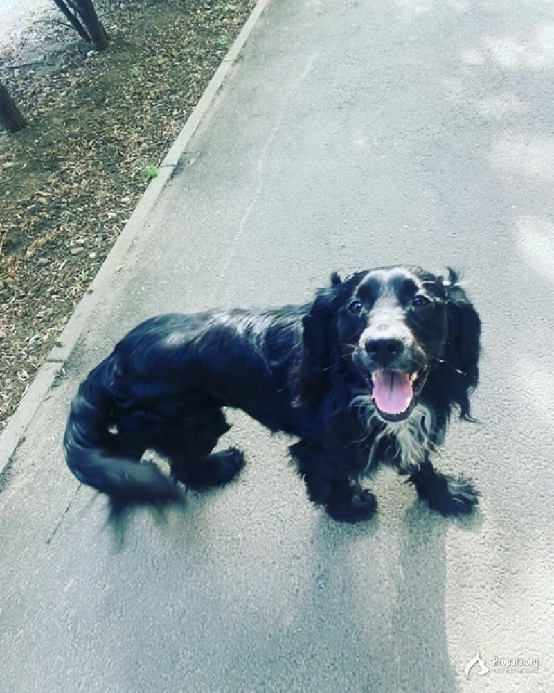 Спаниель ищет хозяина